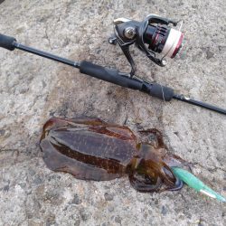 モエモエグリーンに萌え萌え